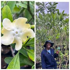 Image result for Voacanga thouarsii