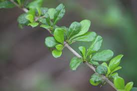 Image result for Catunaregam