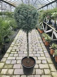 Image result for Cupressus arizonica
