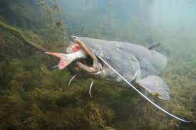 Doch die schildkröte hatte sich in seinen kiemen verbissen, wie angler feststellten. Eysts1loky4hcm