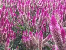 Image result for Celosia schweinfurthiana