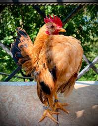 Maybe you would like to learn more about one of these? Mau Tau Apa Perbedaan Ayam Kate Dan Ayam Serama Ini Dia Jawabannya