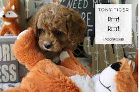 Please call only no text to ( locust. Pictures Of Cavapoo Puppies