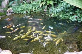 Pin By Aretie On Aquaponic Gardening Pond Algae Fish Ponds Ponds Backyard