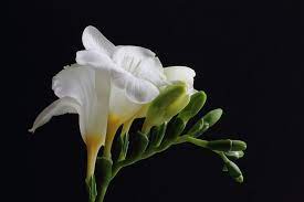 Freesia Deliciously Scented Freesia Although It S Estimated 10 Of The Uk Population Cannot Detect The Freesia Scent Freesia Plants Flowers