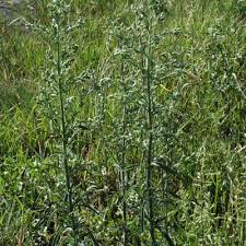 Image result for Eschenbachia stricta