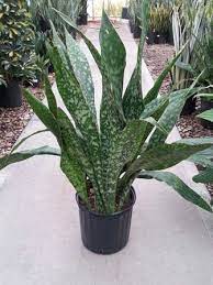 Sansevieria Jaboa Sansevieria Plant Plants Planting Succulents