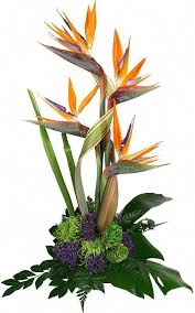 Bird Of Paradise Arrangement Ideas Bird Of Paradise Flower Arrangement Bing Images Flowersarrangements Large Flower Arrangements Tropical Flower Arrangements Church Flower Arrangements