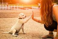 Educación canina en positivo: cómo adiestrar a tu perro sin castigos