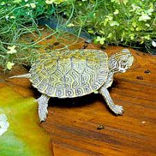 Image result for Pseudeminia comosa