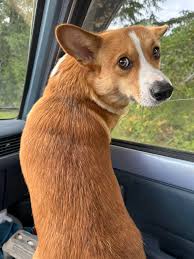 It's little Bingos 1st birthday today!! My crazy copilot!