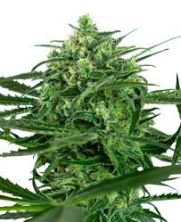Varieties are the product of the very finest cannabis genetics. Feminized Cannabis Seeds Best Genetics Sensi Seeds Uk