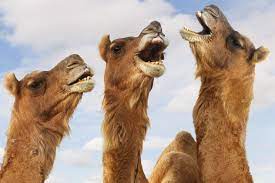 The hump day camel was a camel that looks similar to cameel habib habab and mistook him by some fans. Pin On Lynette Nichols