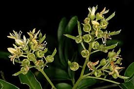 Image result for Xanthocercis zambesiaca