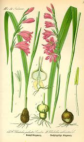 Image result for Gladiolus microspicatus
