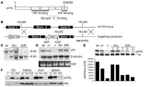 Chuvash polycythemia patients have raised epo levels suggesting a secondary erythrocytosis. Jci Von Hippel Lindau Mutation In Mice Recapitulates Chuvash Polycythemia Via Hypoxia Inducible Factor 2a Signaling And Splenic Erythropoiesis