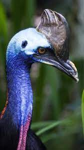 Pin On Animal Wallpaper Iphone Android