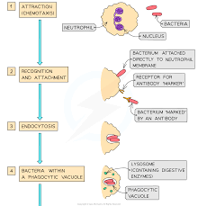 Phagocytes Cie A Level Biology Revision Notes