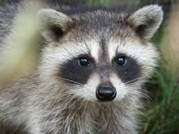 Some hypothesize that the purpose of a raccoon's black mask is to reduce glare, helping it to see better in the dark. How Long Do Raccoons Live