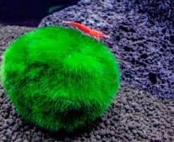 Moss balls tend to accumulate a coating of debris and nutrients over time, and many aquarium creatures love to capitalize on that. Marimo Moss Ball Care Guide Planting Growing And Propagation Shrimp And Snail Breeder