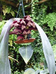 Image result for Bulbophyllum prorepens