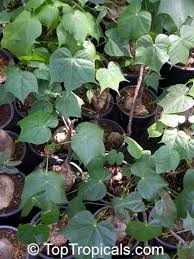 Image result for Gyrocarpus