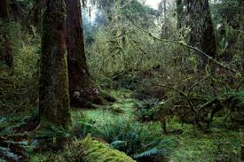 Pin By Hamza Scott On Into The Wood Forest Glen Forest Beautiful Nature