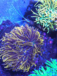 I thought the ny knicks version had white tips (blue under blue light) there's a lot variations in these indo torches. Help Identifying Tifing Torch Reef2reef Saltwater And Reef Aquarium Forum