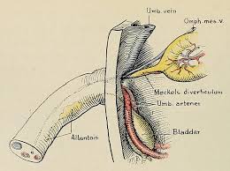 Image result for Umbilicus botryoides