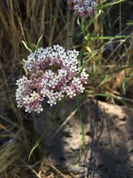 Narrowleaf Milkweed Asclepias Fascicularis Etsy Asclepias Milkweed Plants