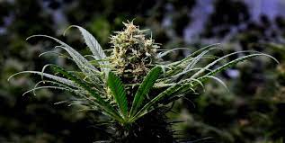 Maybe you would like to learn more about one of these? So You Want To Grow Your Own Marijuana Here S What To Know The Boston Globe