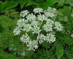 Image result for Apiaceae