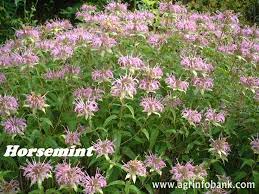 5 Easy To Grow Mosquito Repelling Plants Mosquito Repelling Plants Part Shade Plants Shade Plants
