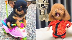 Baby puppy vıdeonya vıral?ternyata fıtnah! Baby Dogs Cute And Funny Dog Videos Compilation 9 Aww Animals Funny Flix Videos