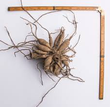 I can't stress enough how important it is to know your suppliers. Dahlia Tuber And Splitting Guide Dahlia Summerdreamsfarm