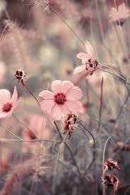 When autocomplete results are available use up and down arrows to review and enter to select. Pink Grey Flowers Photography Flower Aesthetic Pastel Pink Aesthetic