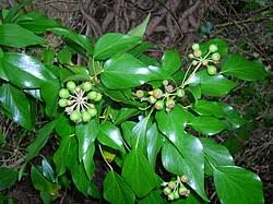 Image result for Hedera
