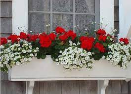 wir dekorieren den balkon mit hilfe von topfblumen vor dem fenster was flores en maceta plantas en maceta macetas