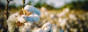 Material stories: what is cotton? | Buy Me Once