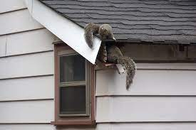 We did not find results for: Where Do Squirrels Live In The Winter The Pest Experts Ayrshire