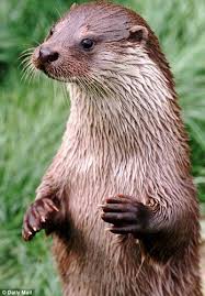 Pin On Otters