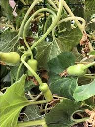 Image result for Ozoroa longipes