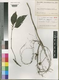 Image result for Acanthopale pubescens