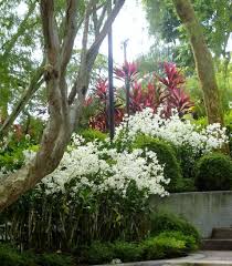 National Orchid Garden Singapore Singapur