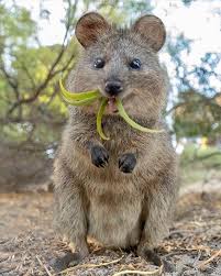 We hope these make you smile like a. Living Destinations Auf Instagram This Quokka Is The Cutest Thing You Will See Today Tag The Cutest Person You Know Australian Mammals Cute Animals Quokka