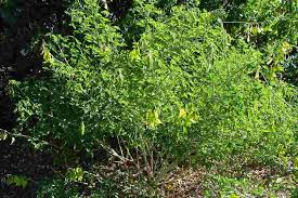 Image result for Crotalaria agatiflora