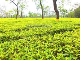 Choose from 90+ tea garden graphic resources and download in the form of png, eps, ai or psd. Assam Tea Gardens 10 Most Beautiful All About Assam