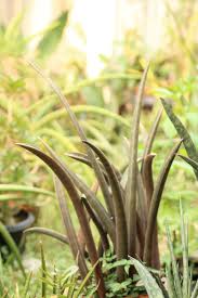 Image result for Sansevieria hallii