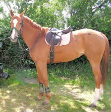 Kuche Nischenruckwand Glas Design Ideen Holzfiguren Garten Selber Machen Horses Horse Love Animals