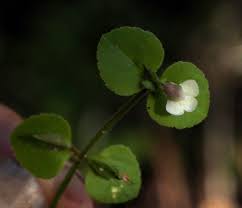 Image result for Vandellia